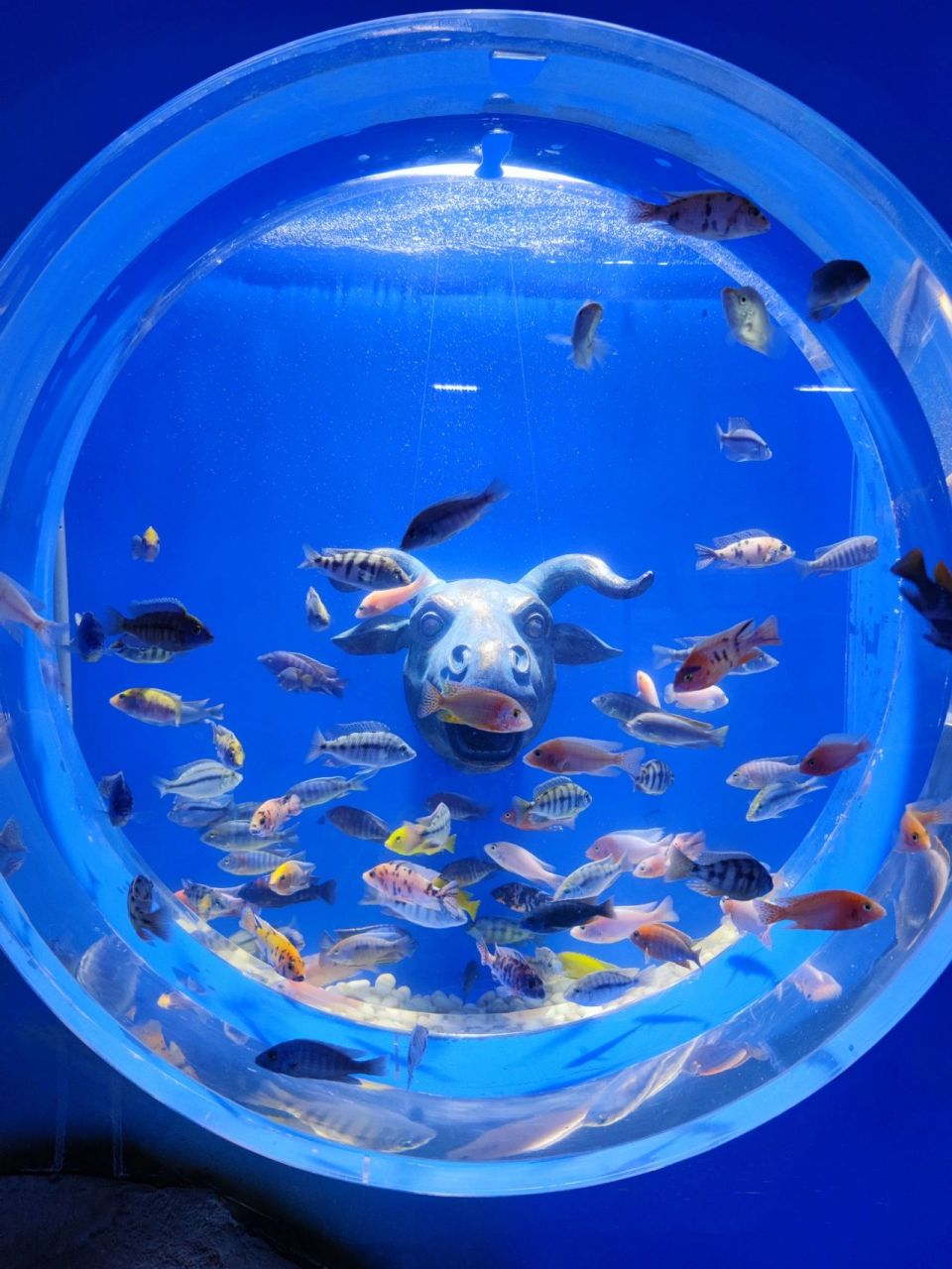 赤峰摩尔城海洋馆 99地点:维多利摩尔城一楼 96名字:海辰海洋乐园