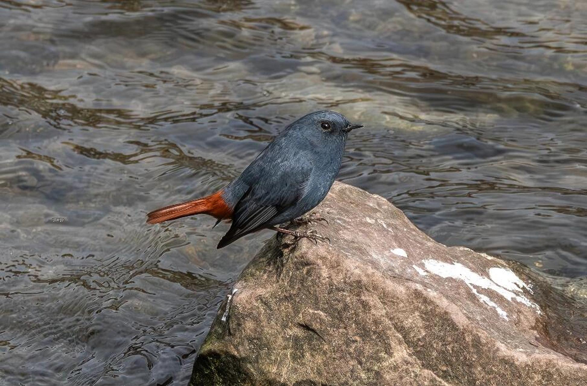 石燕儿夫妻双双把家还 红尾水够 红尾水够是雀形目鹅科水够属鸟类,又