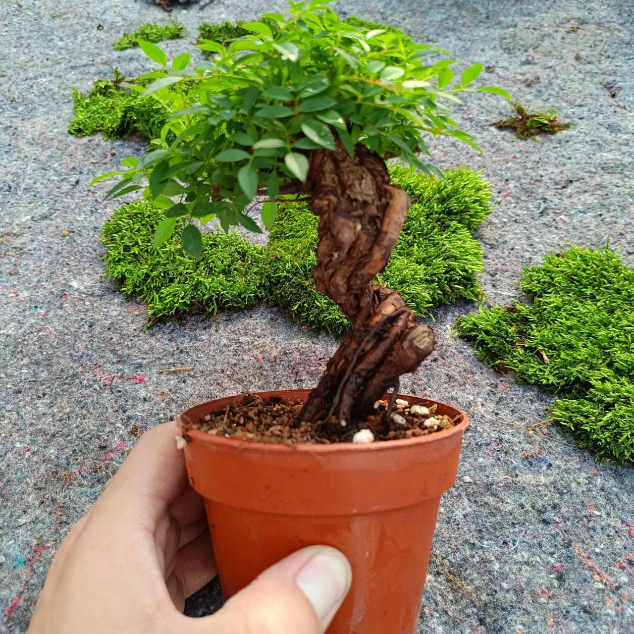 韩国姬蔷薇老桩盆景开94 姬蔷薇盆景是一种以姬蔷薇(rosa