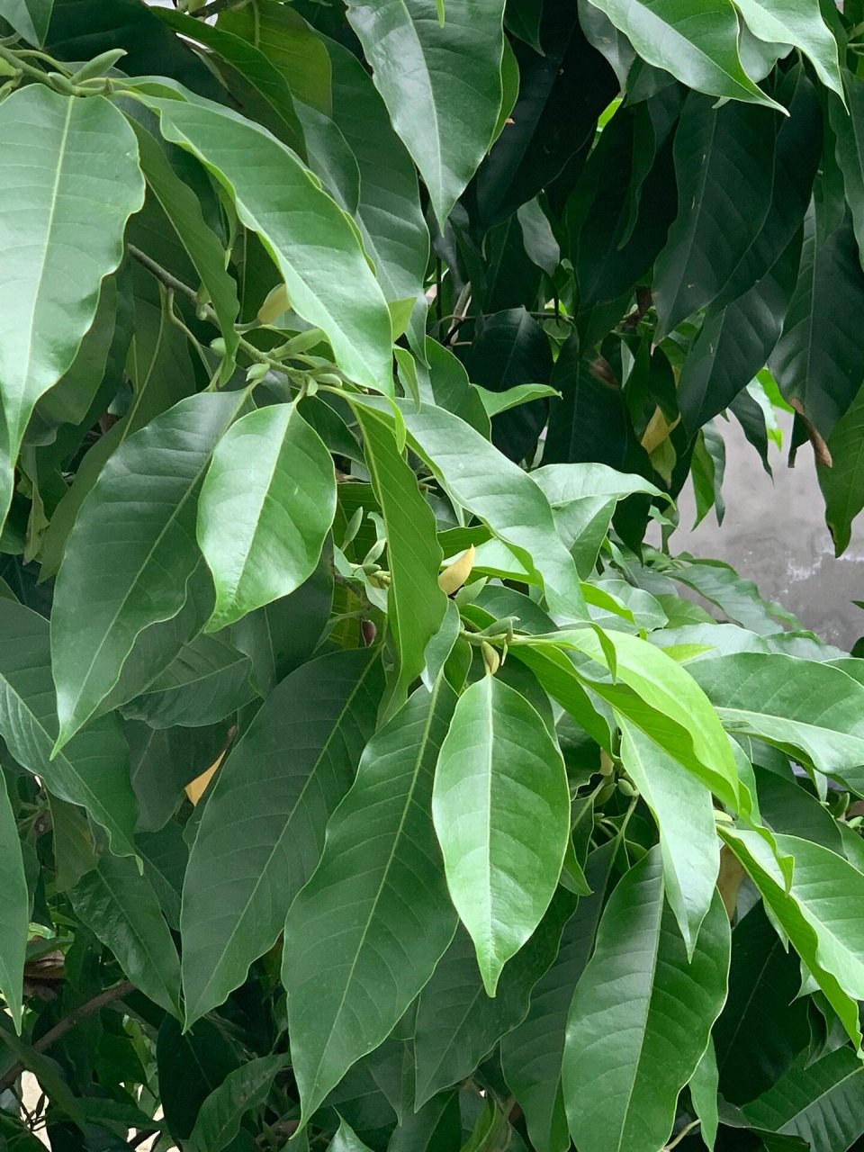 黄桷兰花季 父亲种了8年的黄角兰树,郁郁葱葱,花蕾满枝头,整个夏天都