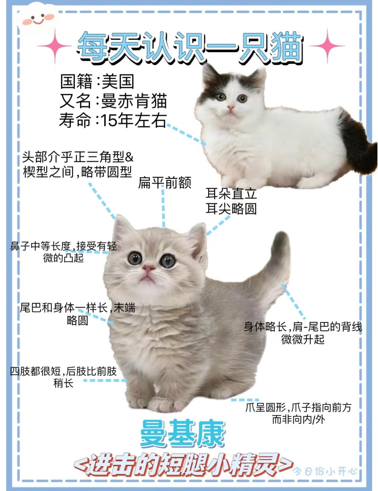 曼基康猫体重对照表图片