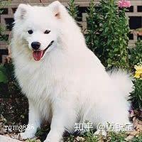 爱斯基摩犬和萨摩图片