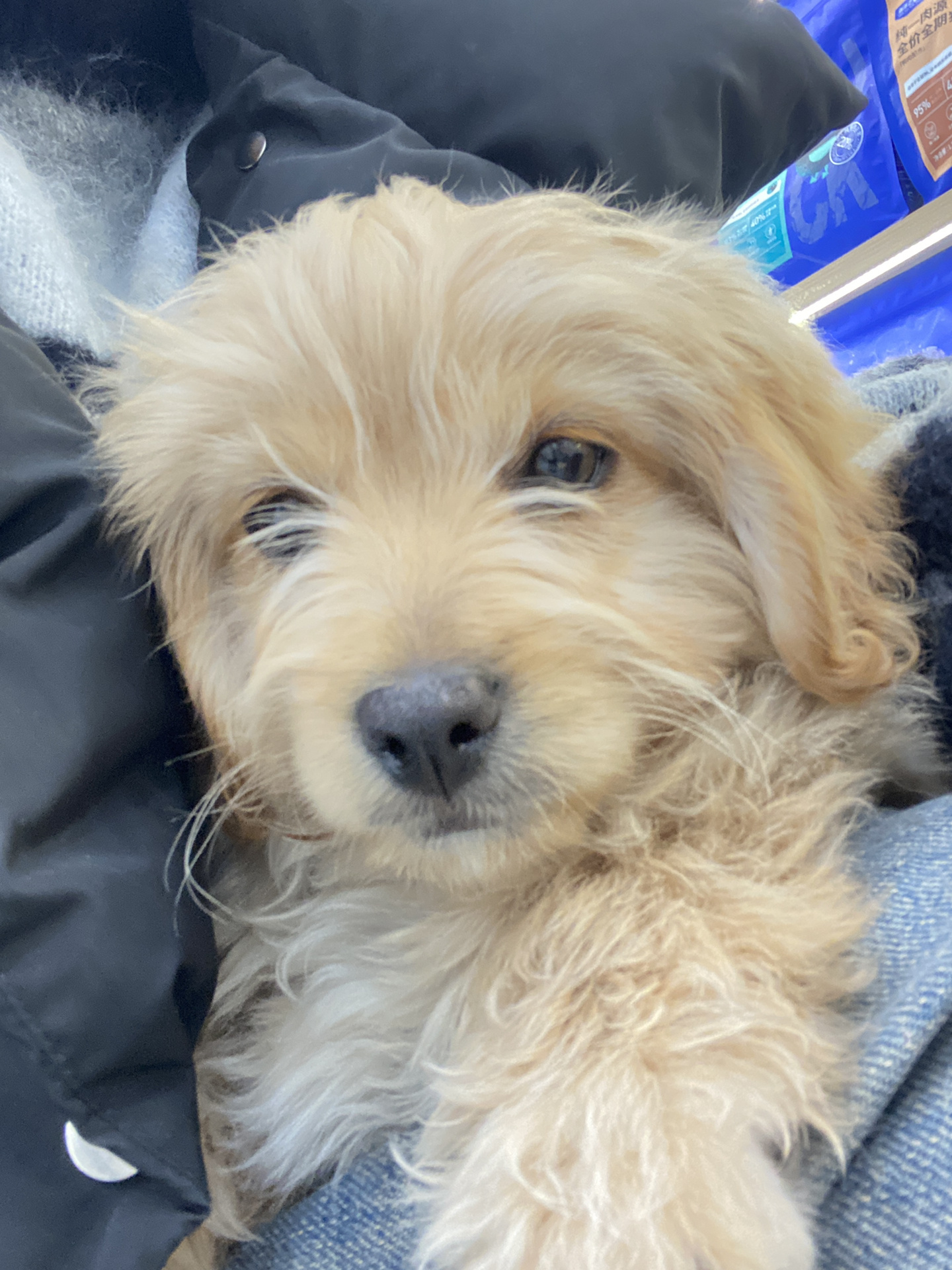 关于我领养了一只金毛和泰迪的串串小狗