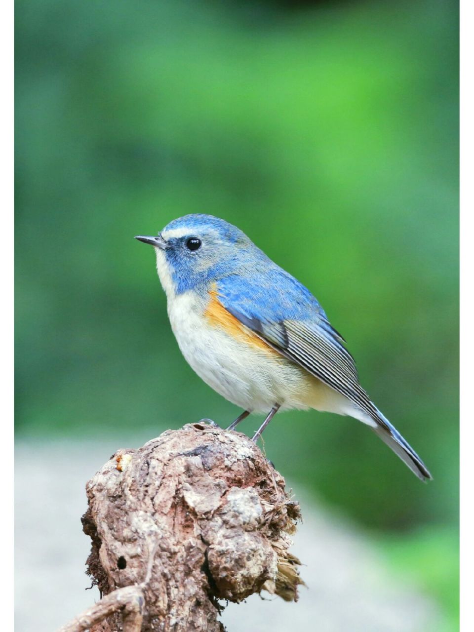 不管你在城市,乡村还是在原野,都能看到它们美丽的身影,聆听到它们