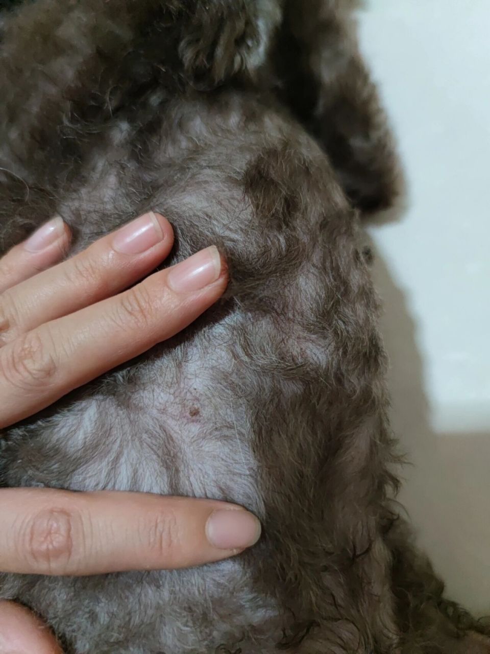 狗肚子长了黑点 我家狗按时体外驱虫 回家会用跳蚤梳子梳毛,刚才看到