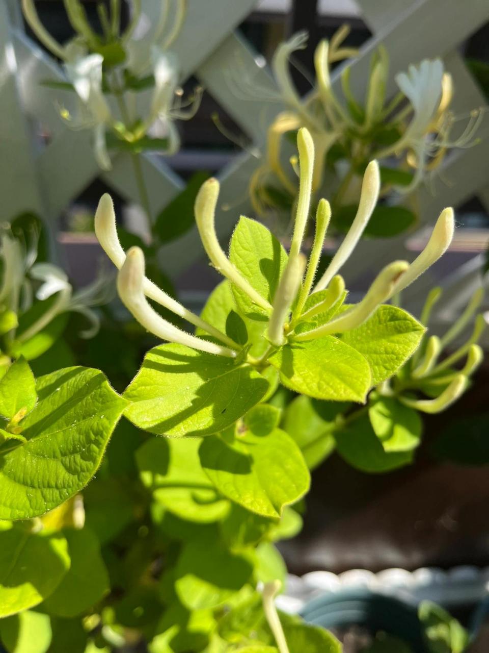 金银花到底摘花苞还是开好的?