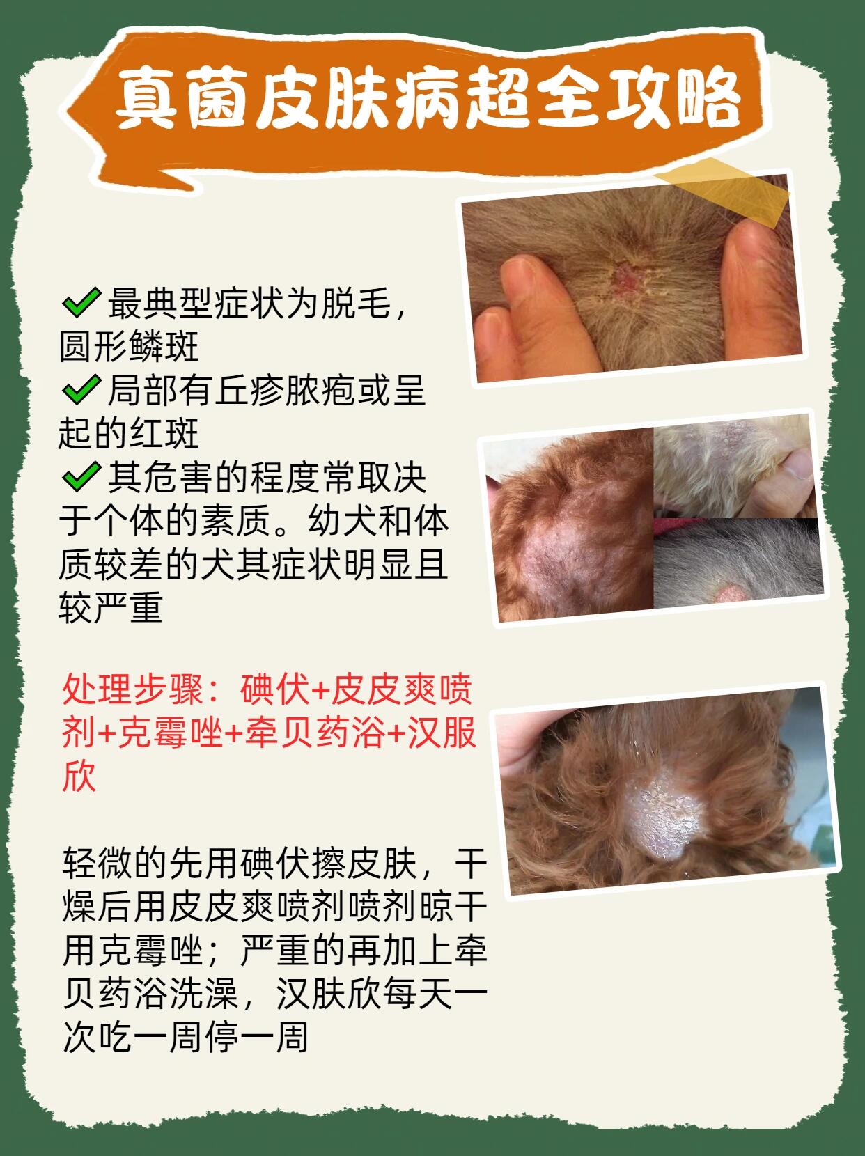 看图识别狗狗六种皮肤病!自己就能在家诊断