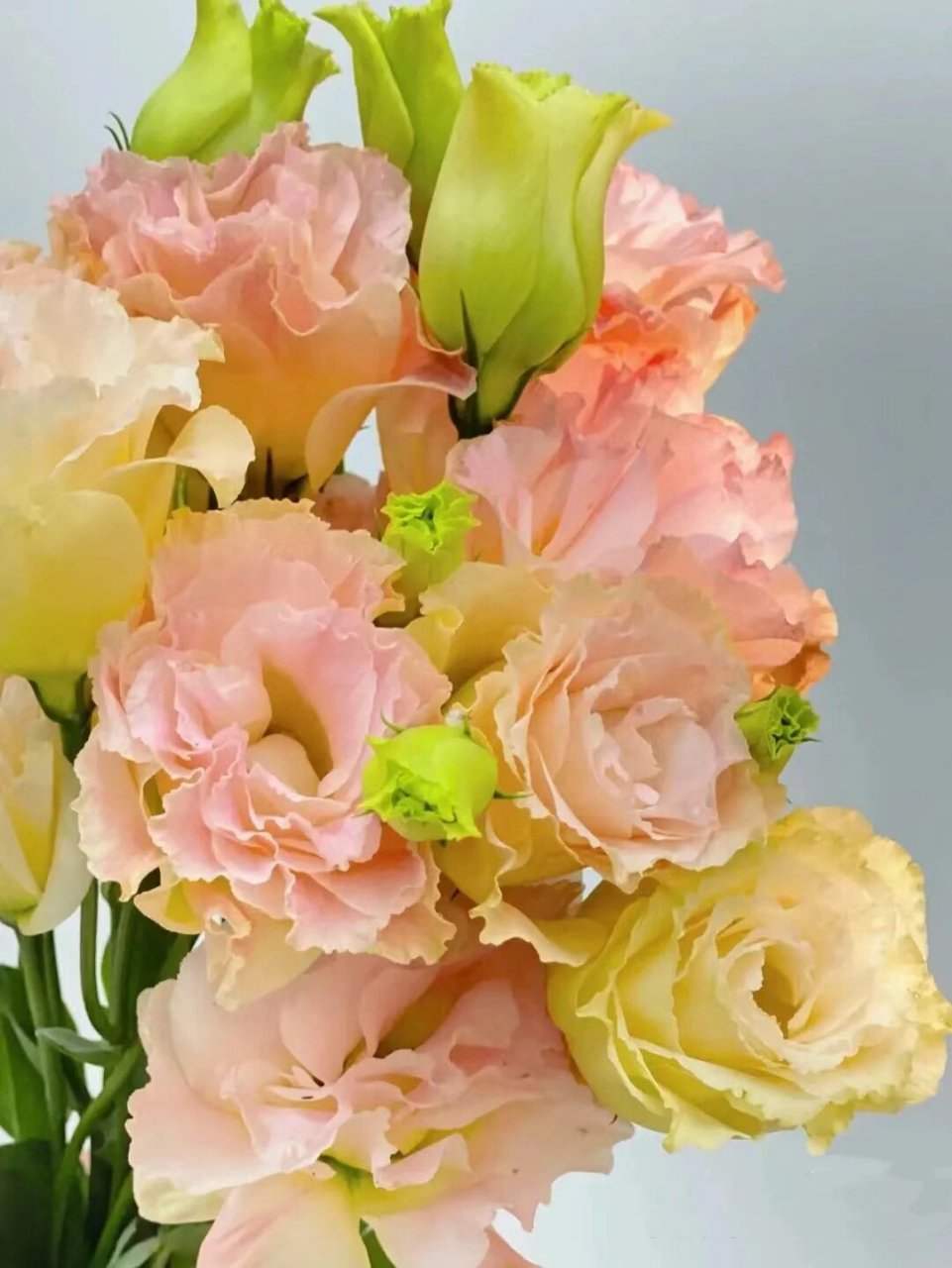 『36』每日识一花【香槟色洋桔梗】 香槟色洋桔梗 78【花语】真诚不