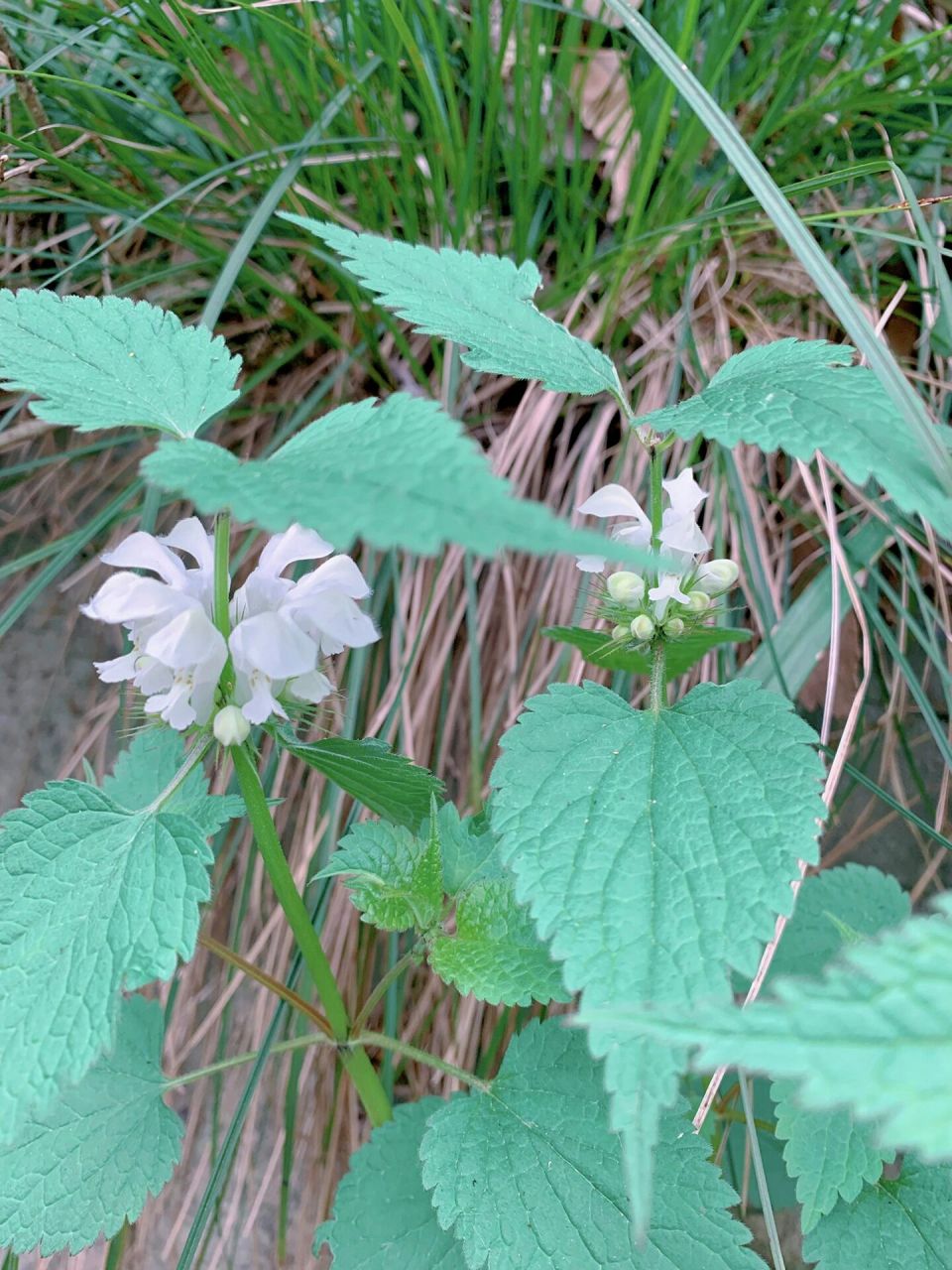 是唇形科,野芝麻属多年生植物. 	 别名:地蚤,野藿香,山麦胡.