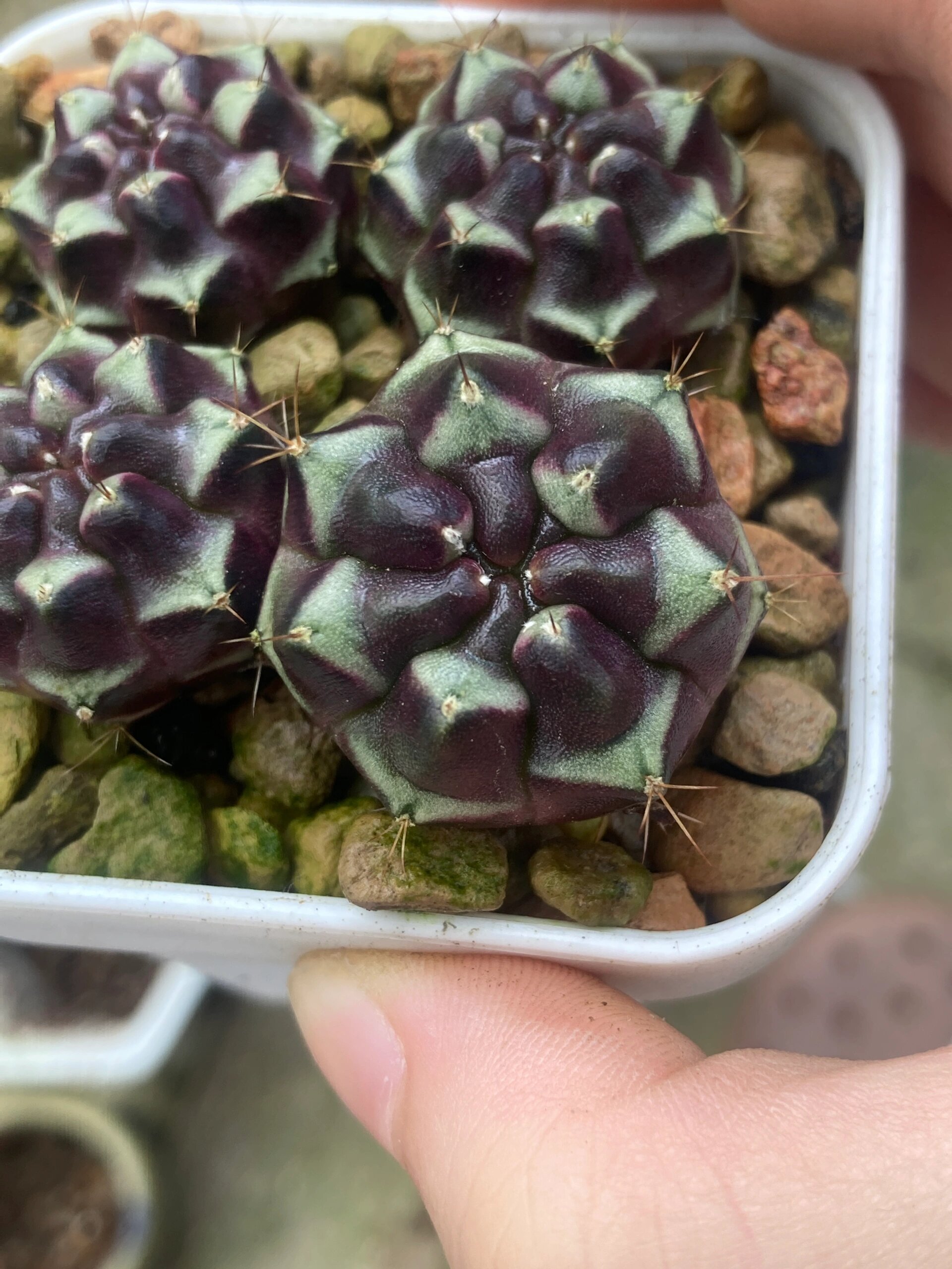 梦想米哈,泰国普卡妈妈名品无刺仙人球