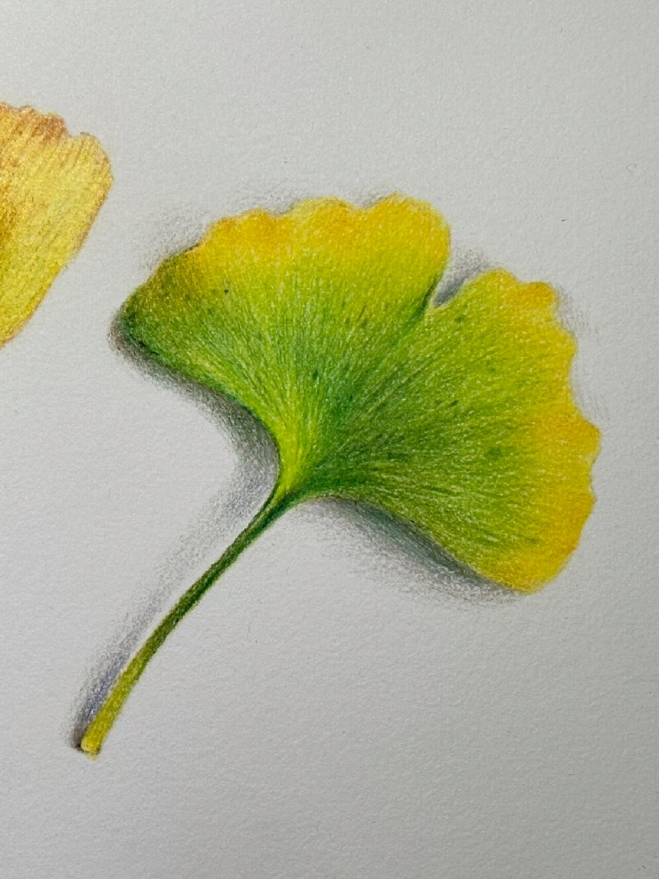 彩铅画小白一定要画的银杏叶|图片过程 颜色:柠檬黄色,中黄色,黄绿色