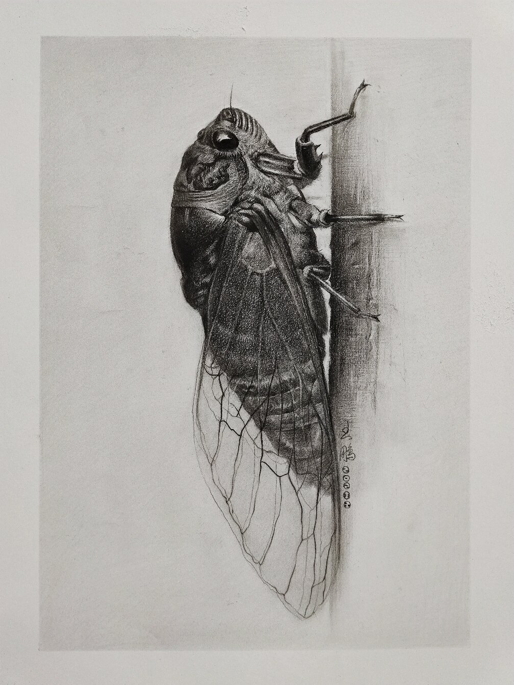 精微素描:画了一只蝉,喜欢收藏!