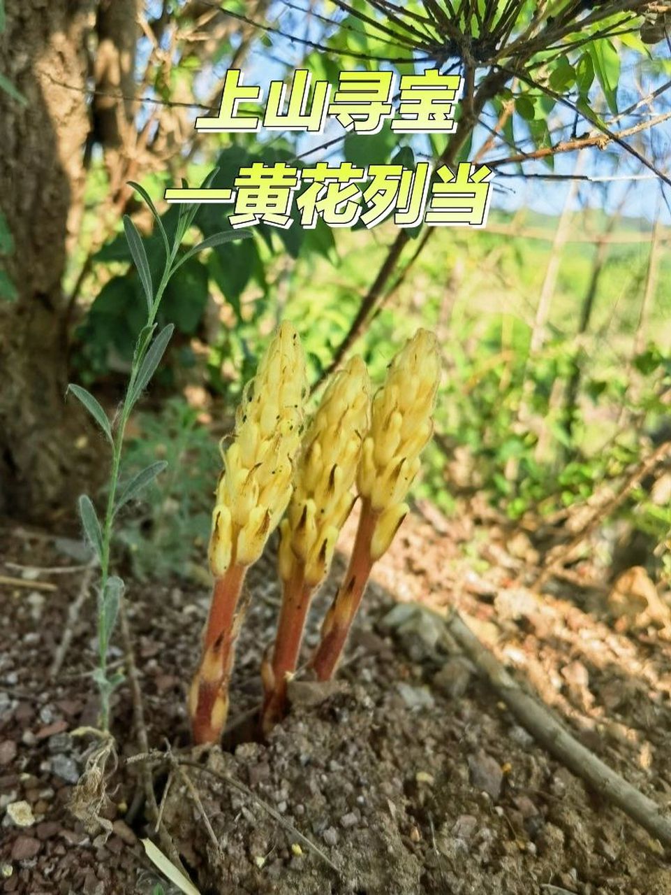 野生黄花列当根部图片图片