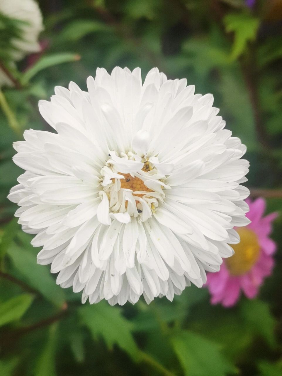 白菊花代表什么图片