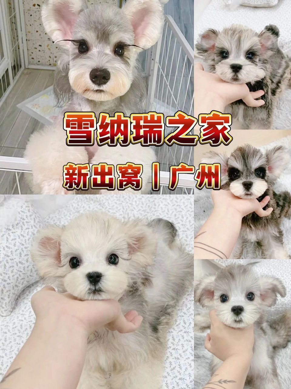 新手怎么挑选雪纳瑞?雪纳瑞幼犬多少钱?