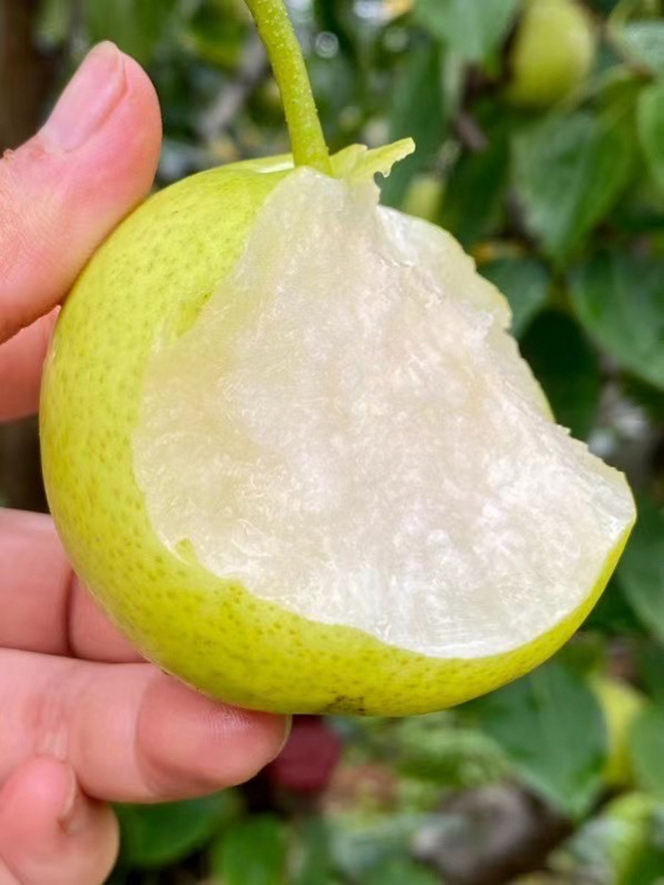 泸西高原梨 因为果园的分布都是在那高海拔的山里,常年云雾缭绕,雨水