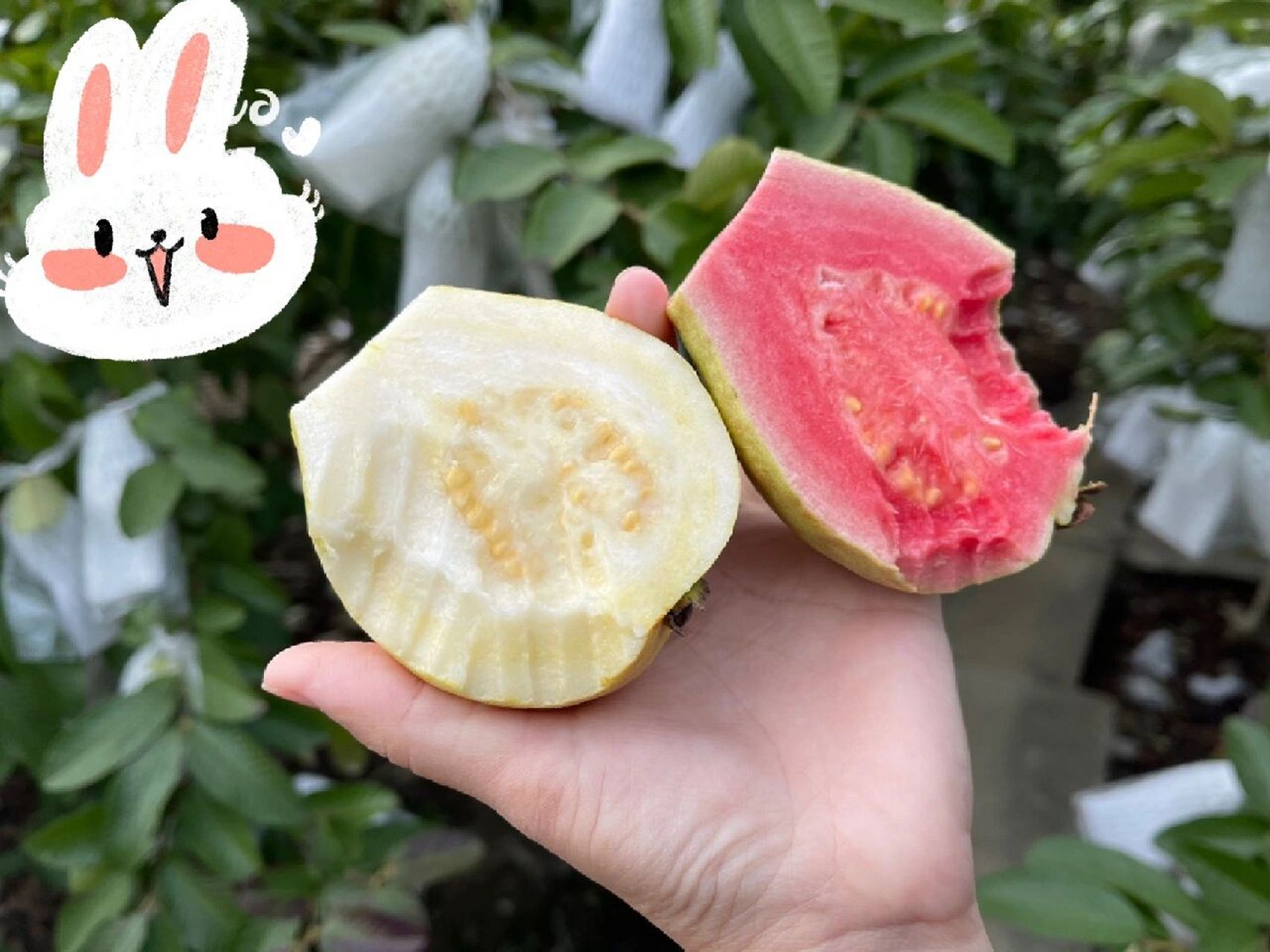 芭乐双拼,红心 白心一起来试试! 好吃到爆炸的树熟芭乐! 一颗熟得刚刚