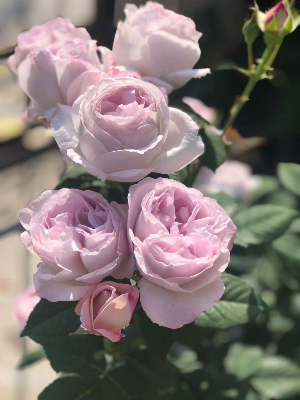 天狼自育月季夜光杯 夜光杯的春花