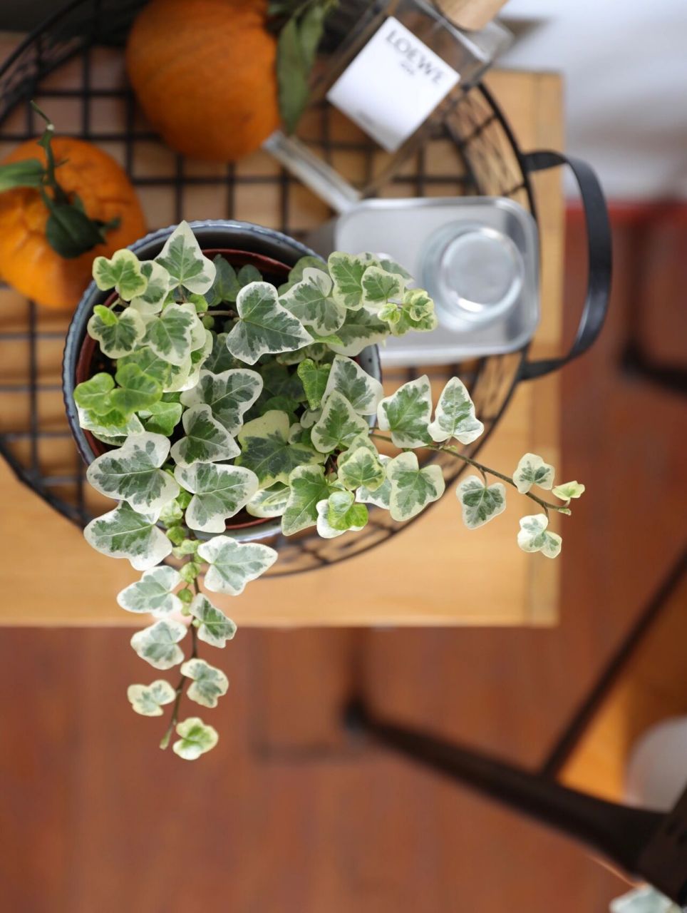 手把手教你家养爆棚日本进口雪莹常春藤 拥有油画般高级的叶片,受到了