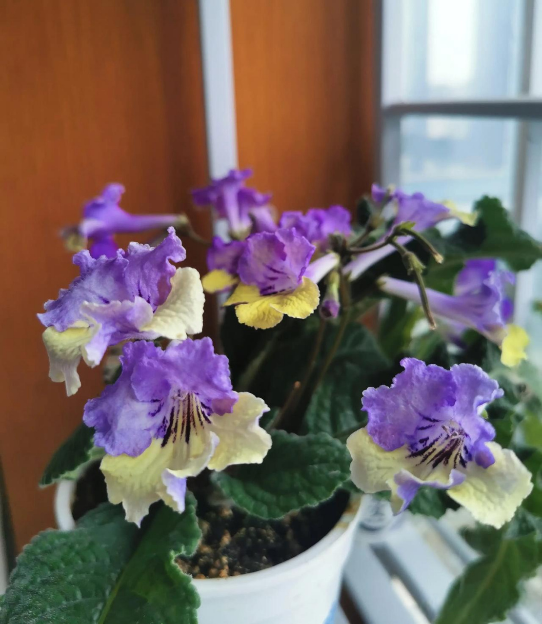 常见的几种苦苣苔科花卉,它们比较耐荫,个子小,比较适合封闭阳台,占地