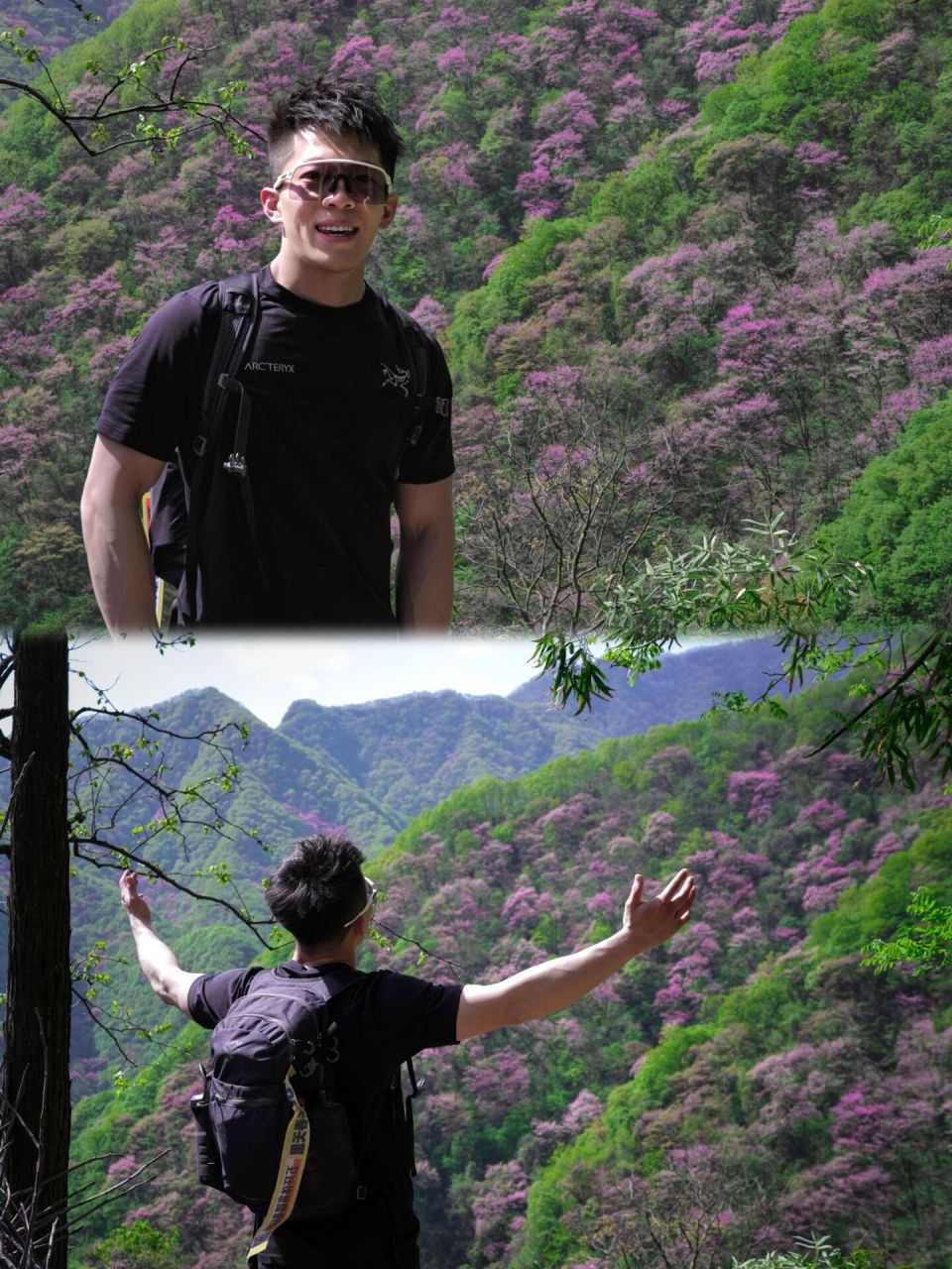 一起去看最美的紫荆花海 99西寺沟4月是西寺沟紫荆花海最美的观赏