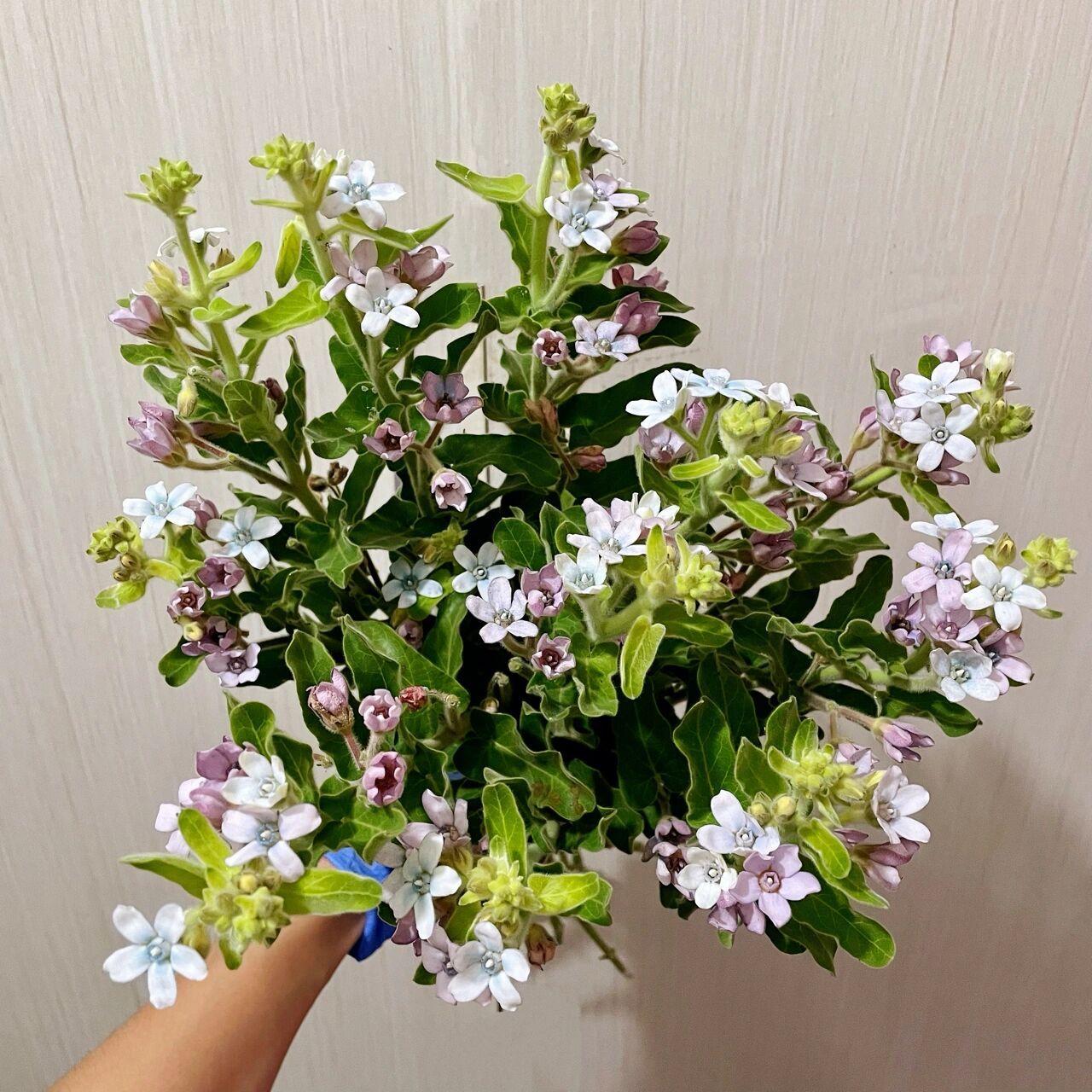蓝星花(蓝色圆瓣) 蓝星花全称《天蓝尖瓣木》 94花语:幸福的爱,相互