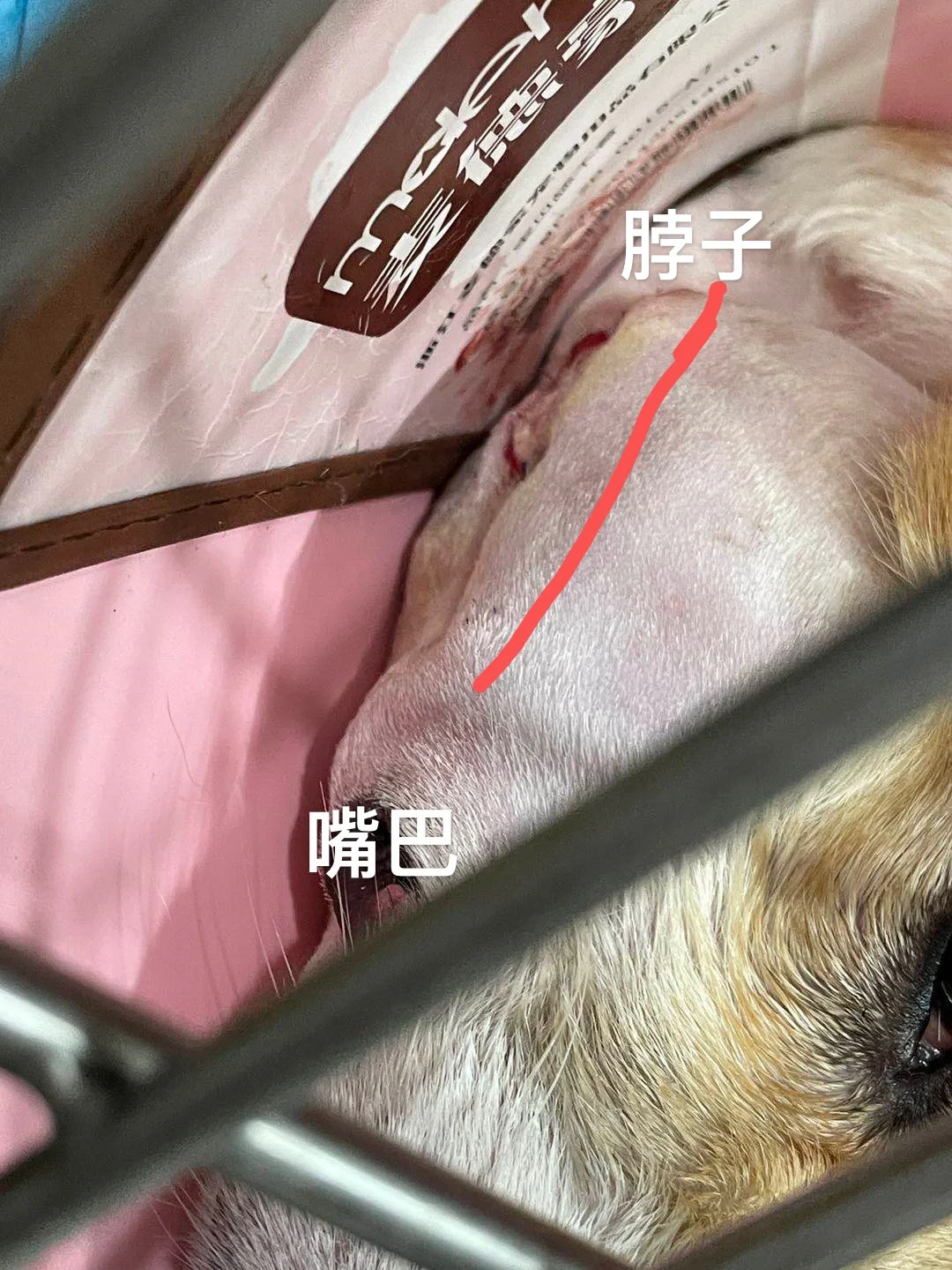 狗狗唾液腺囊肿 经常有人私信问我,关于唾液腺囊肿的问题,在2021年7月