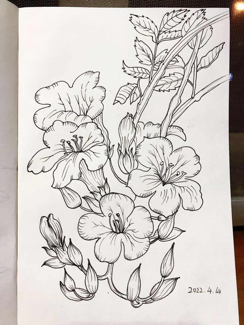 画画192|线稿速写|花卉篇|含步骤 一花一世界 多花点画画草草心情舒畅