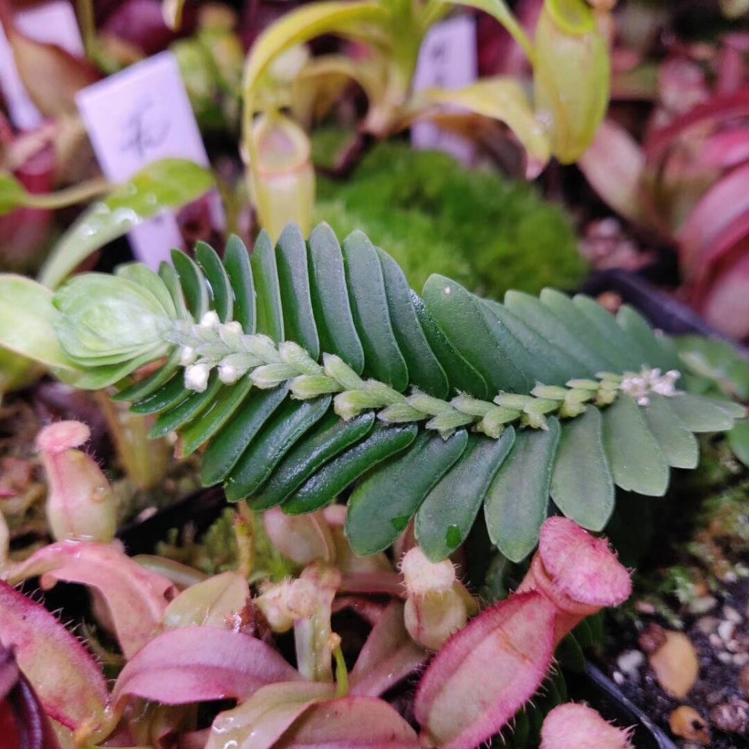 神奇植物在哪里06 叠叶楼梯草 叠叶楼梯草(elatostema salvinioides