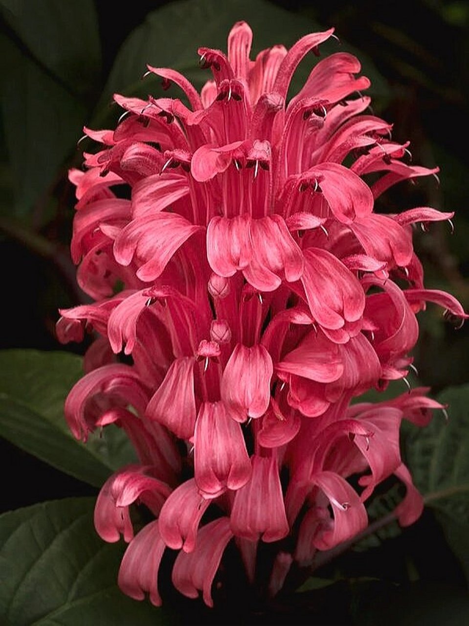 巴西羽花,形态,颜色如海底的珊瑚 | 珊瑚花 每天认识一种新奇植物