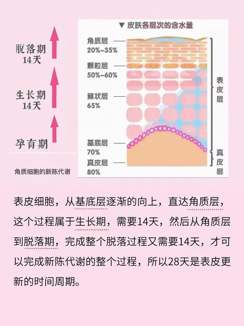 皮肤分为五层图片