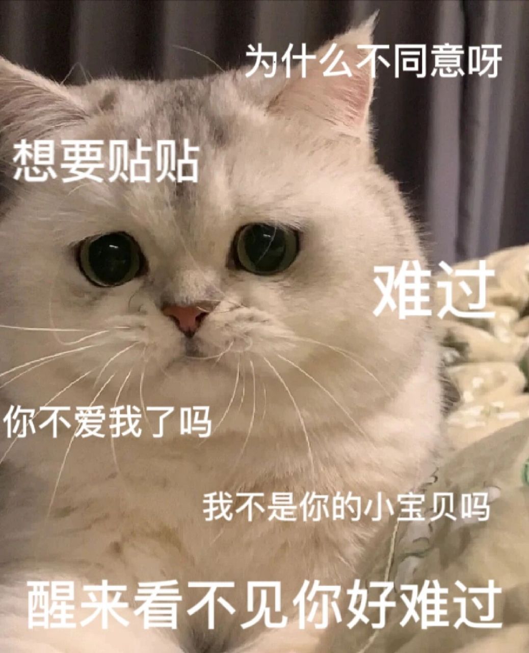 猫表情包含义图片