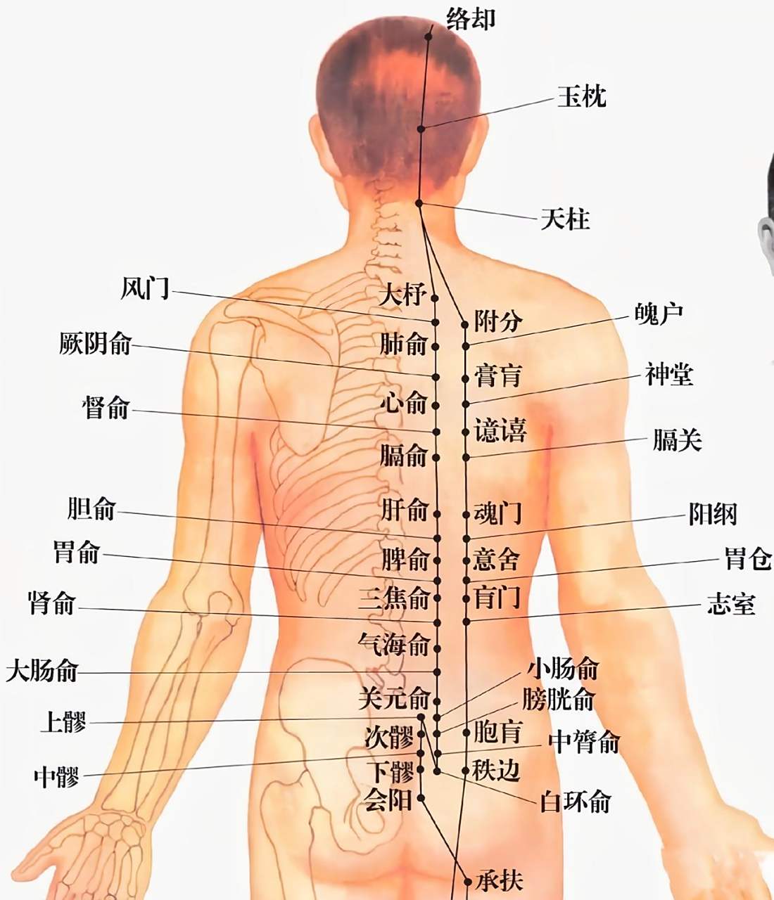 传承中医文化 每天学习一点点 中医养生 经络穴位 穴位 人体背部经络