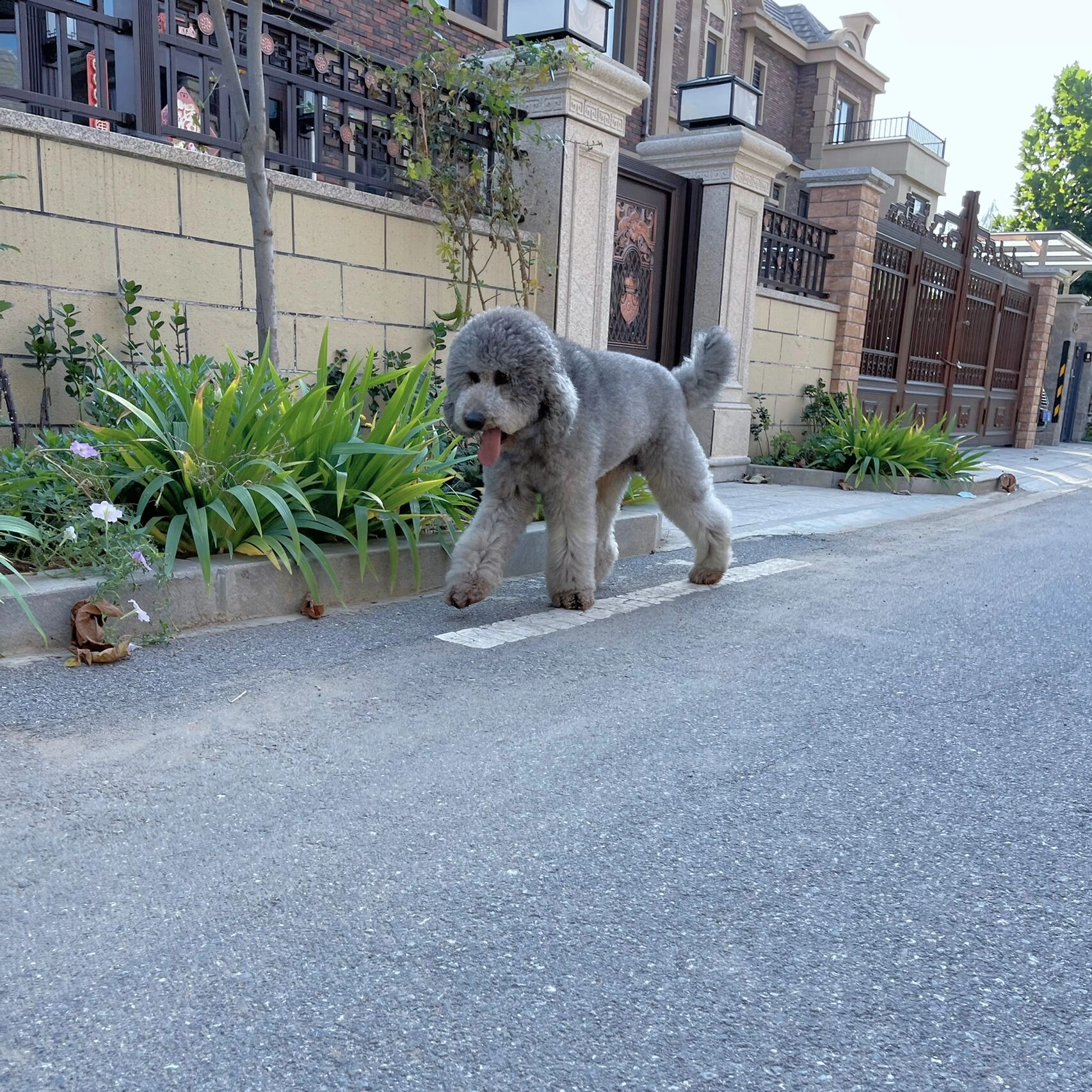 灰色巨贵满满的高级感   在纯色巨贵中,灰色巨贵价格最高,因为灰色的
