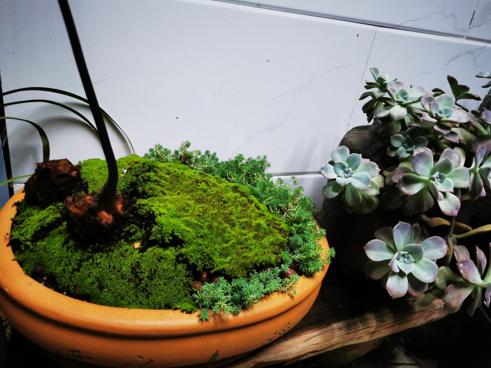 蕨到底该怎么养 第一颗被我浇了花多多一号烧死了,第二买来听说要水培