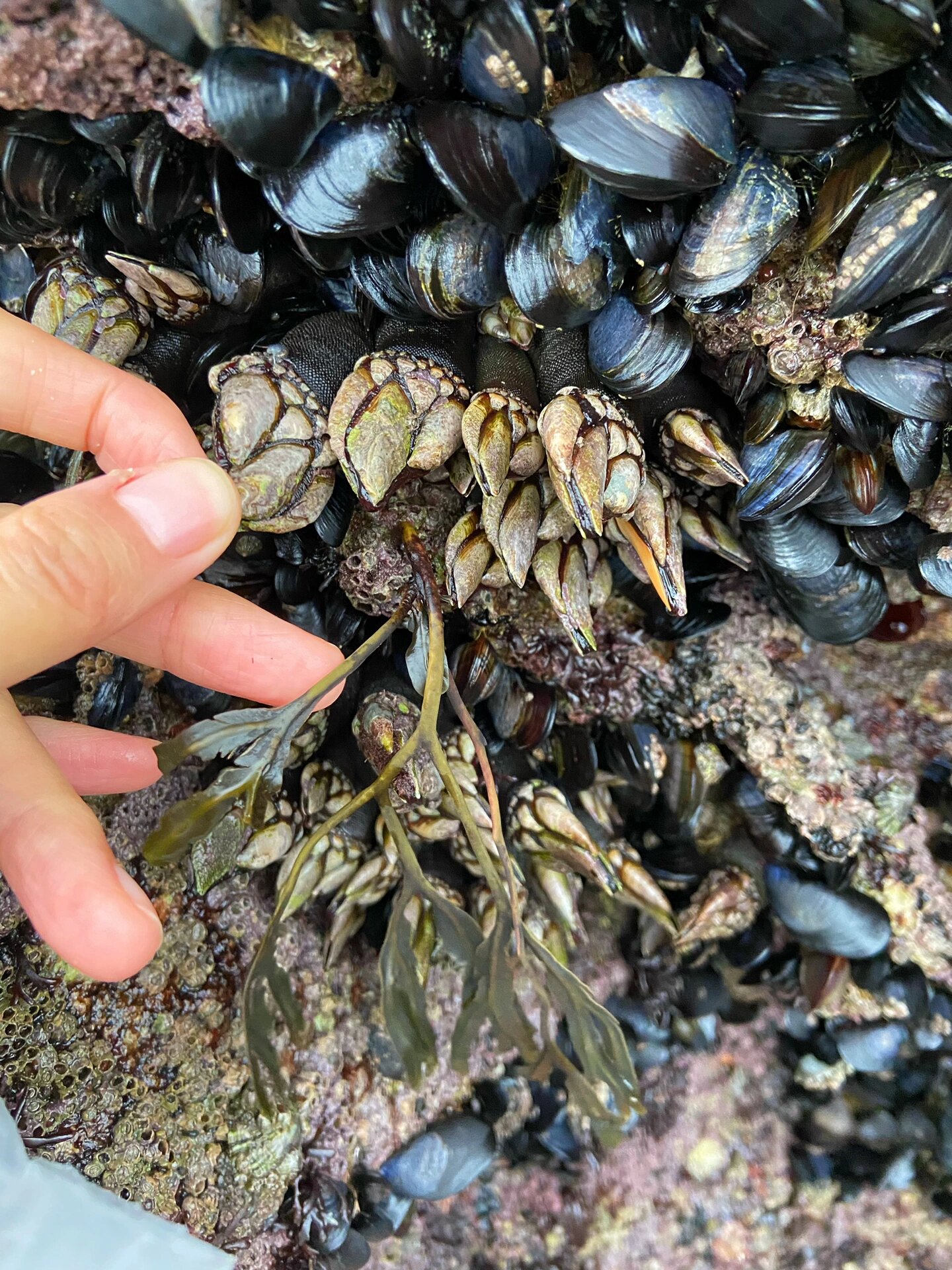 大潮赶海🇫🇷 地狱美味 鹅颈藤壶