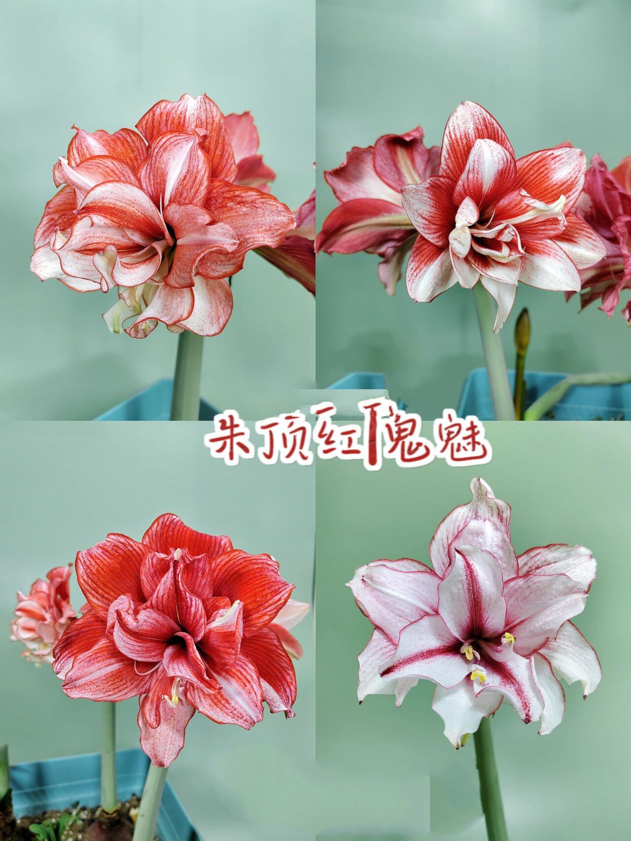 朱顶红鬼魅的12个姿态