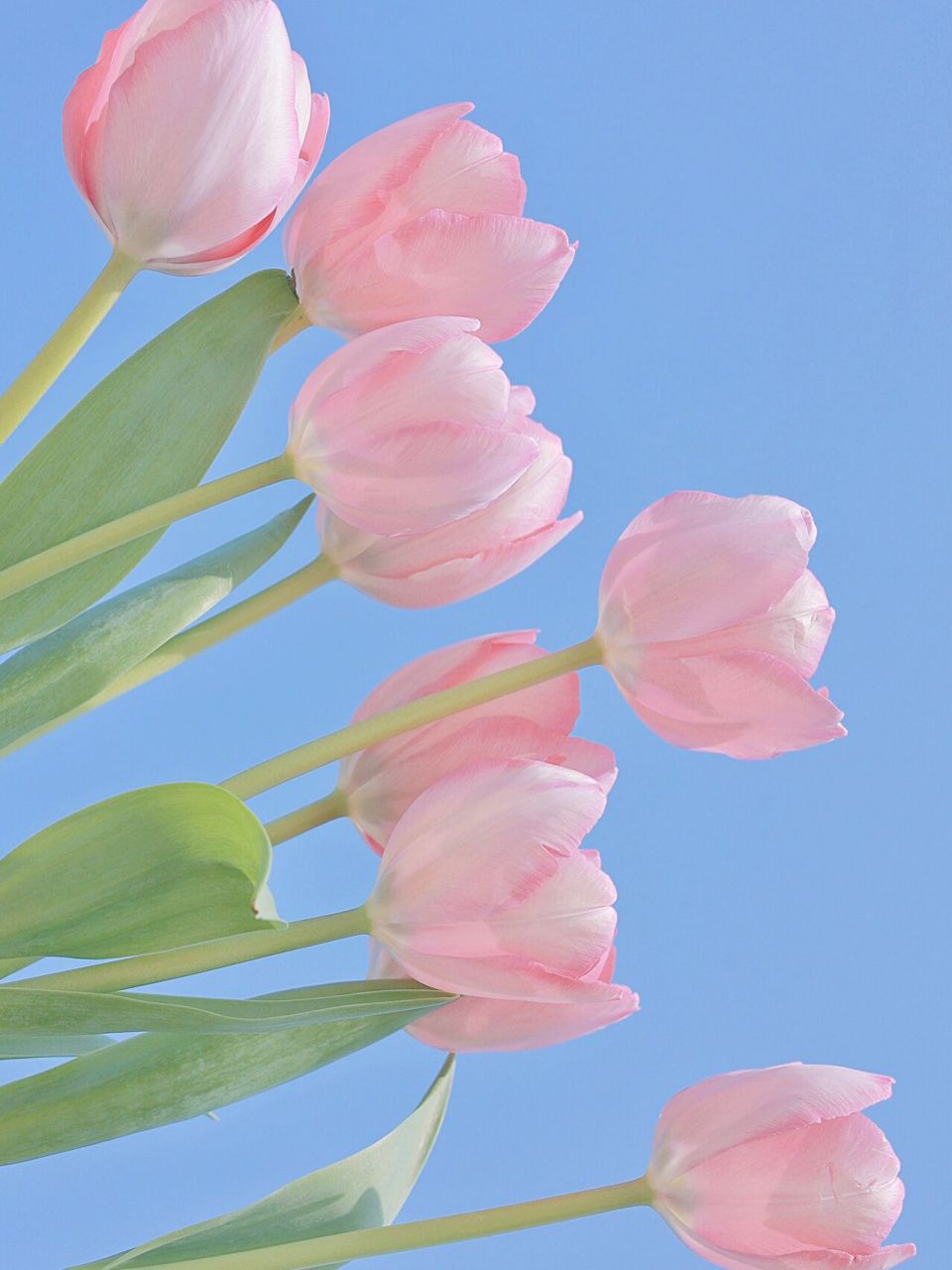 郁金香壁纸|蓝天和阳光就是最好的滤镜93 公园里的郁金香,都种在地