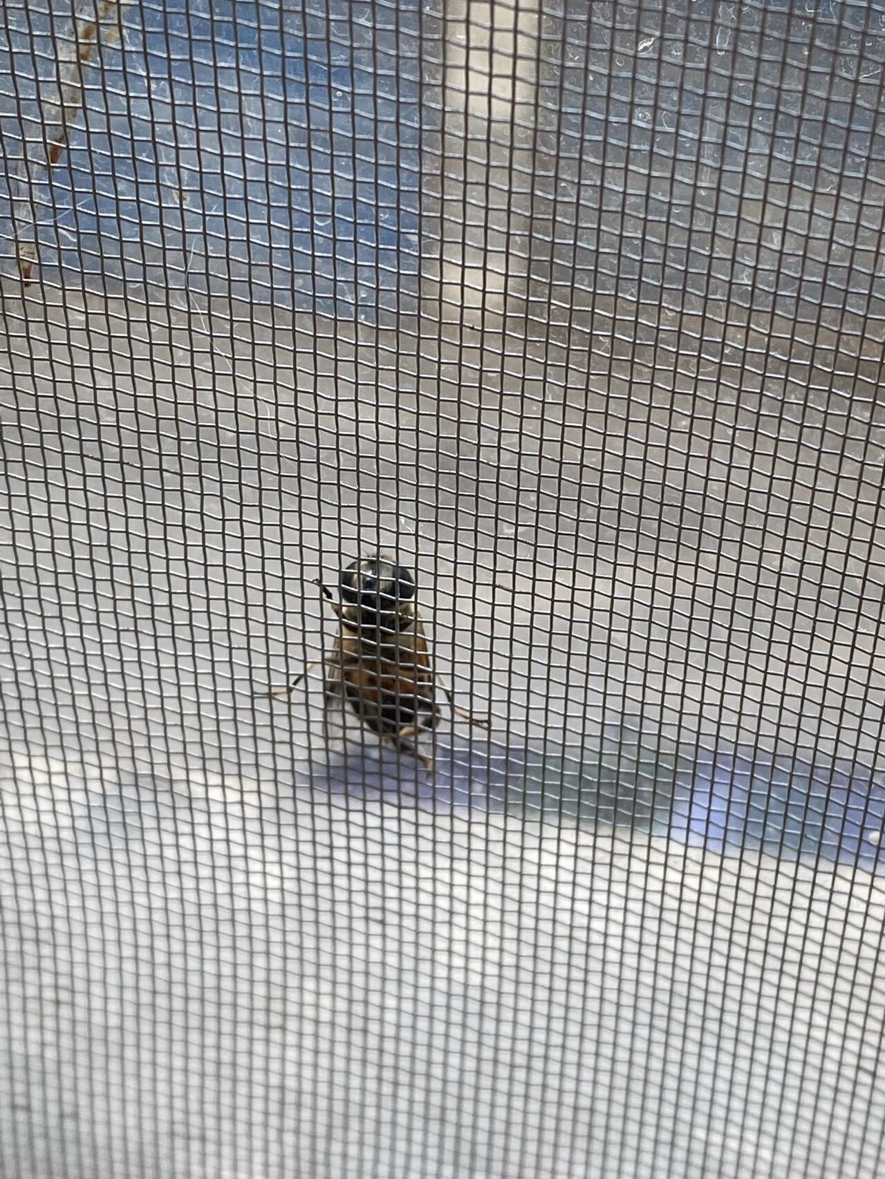 一只长得像蜜蜂的苍蝇 之前看昆虫科普的时候知道有这种苍蝇,这次还是