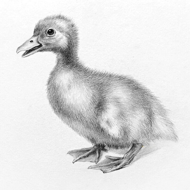素描动物绘画小鸭子绘画步骤