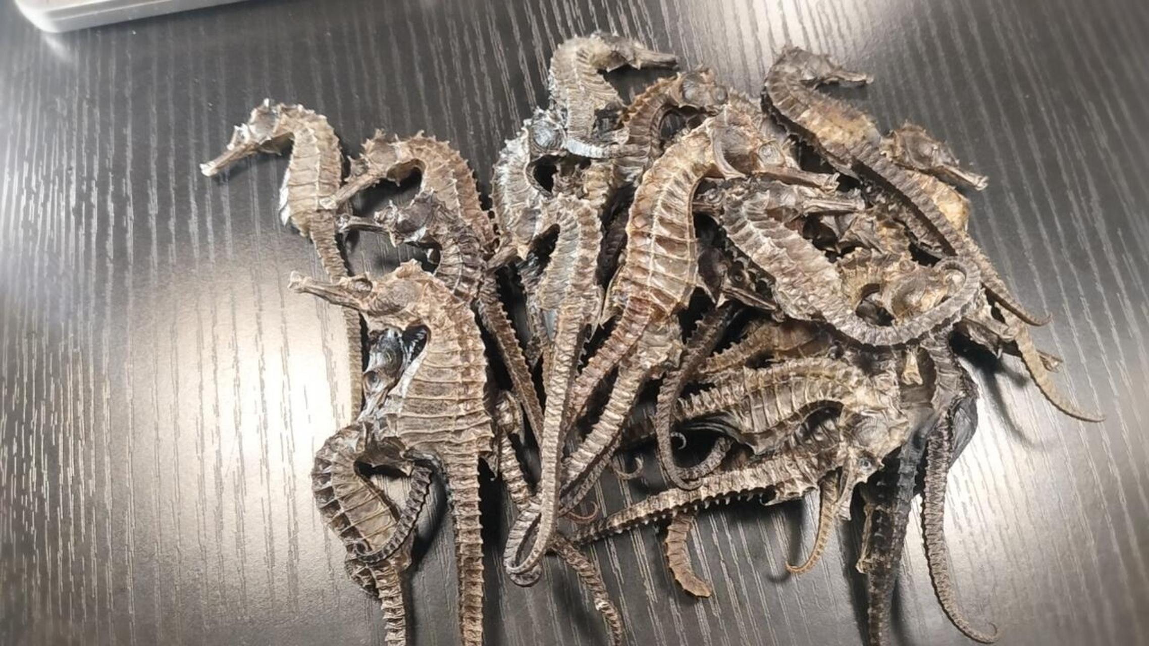 海南海马产地直供, 线纹海马 ,药典品种 #线纹海马#0202#海马