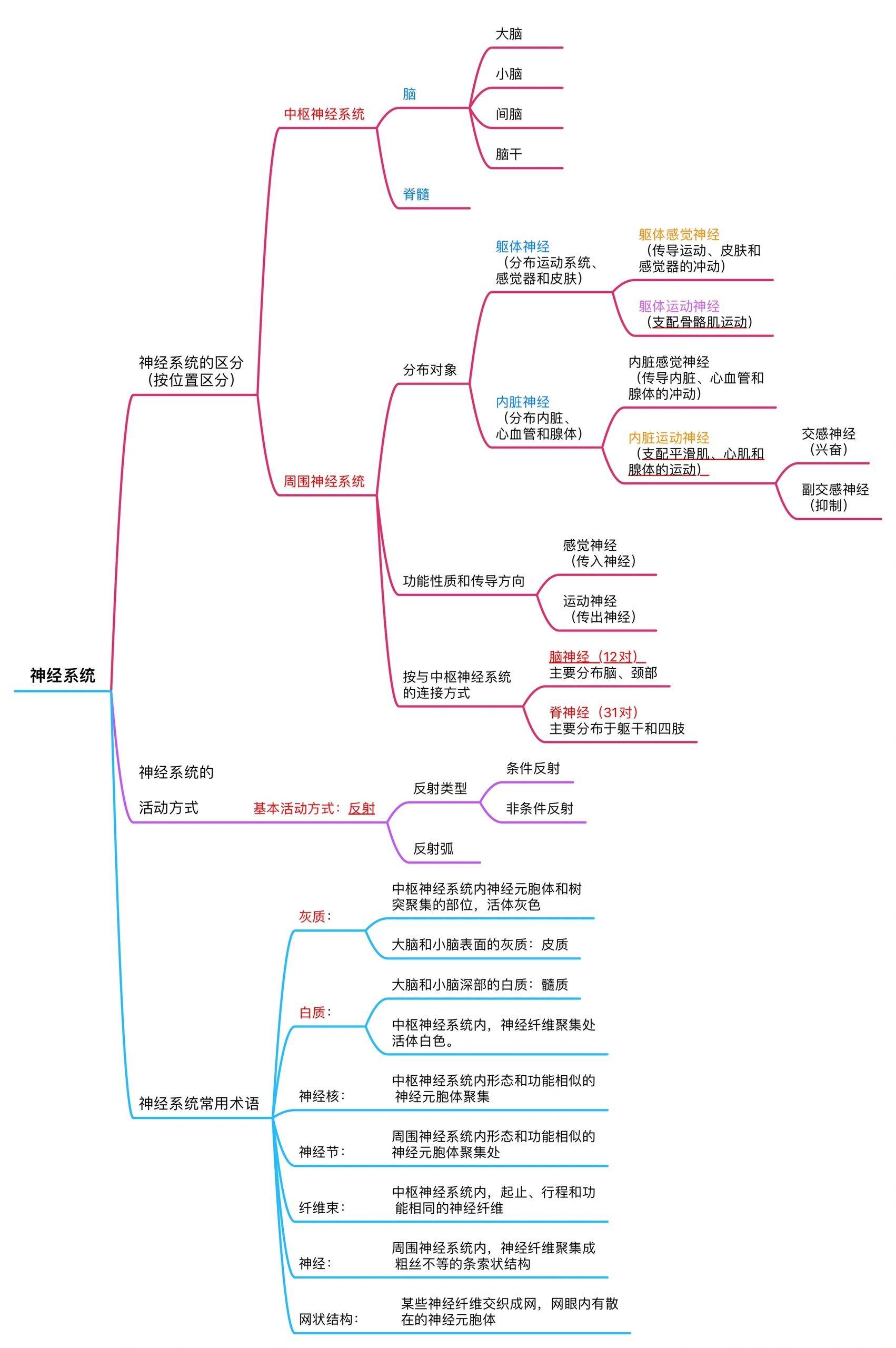 神经系统思维导图简单图片