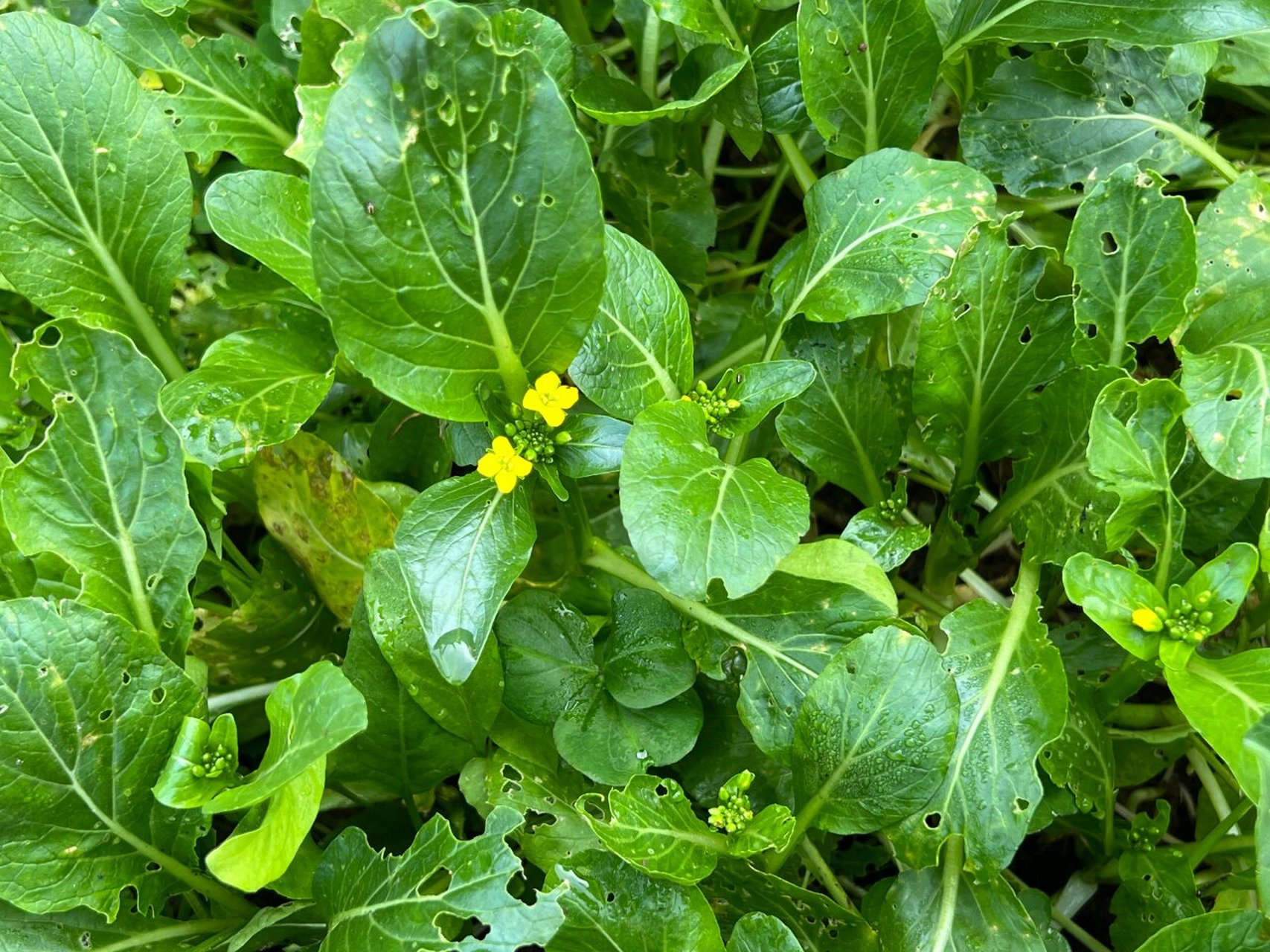 芜菁怎么读读音图片