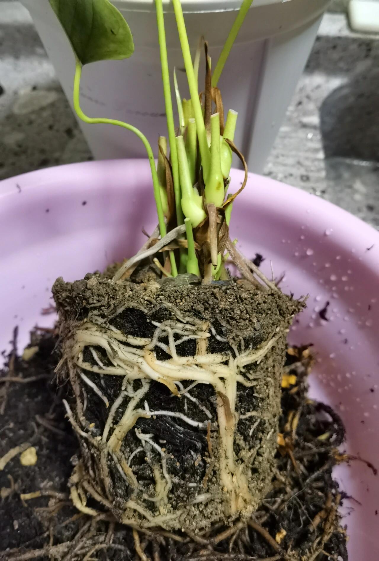 冻伤的红掌,剪了坏掉的枝