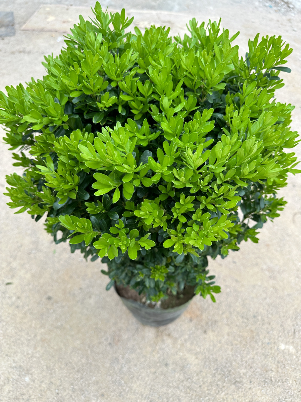 雀舌黄杨 小叶黄杨 黄杨 雀舌黄杨 ,有的地方 也叫千年矮,万年青.