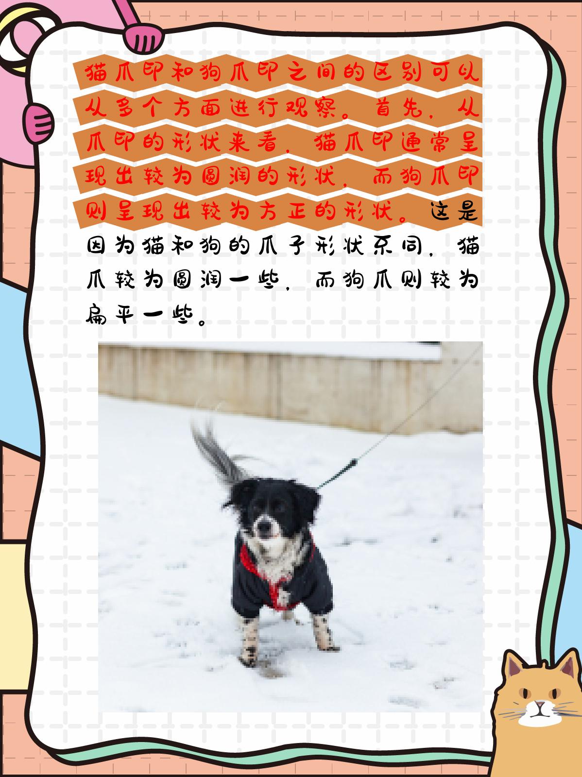 猫爪印和狗爪印的区别