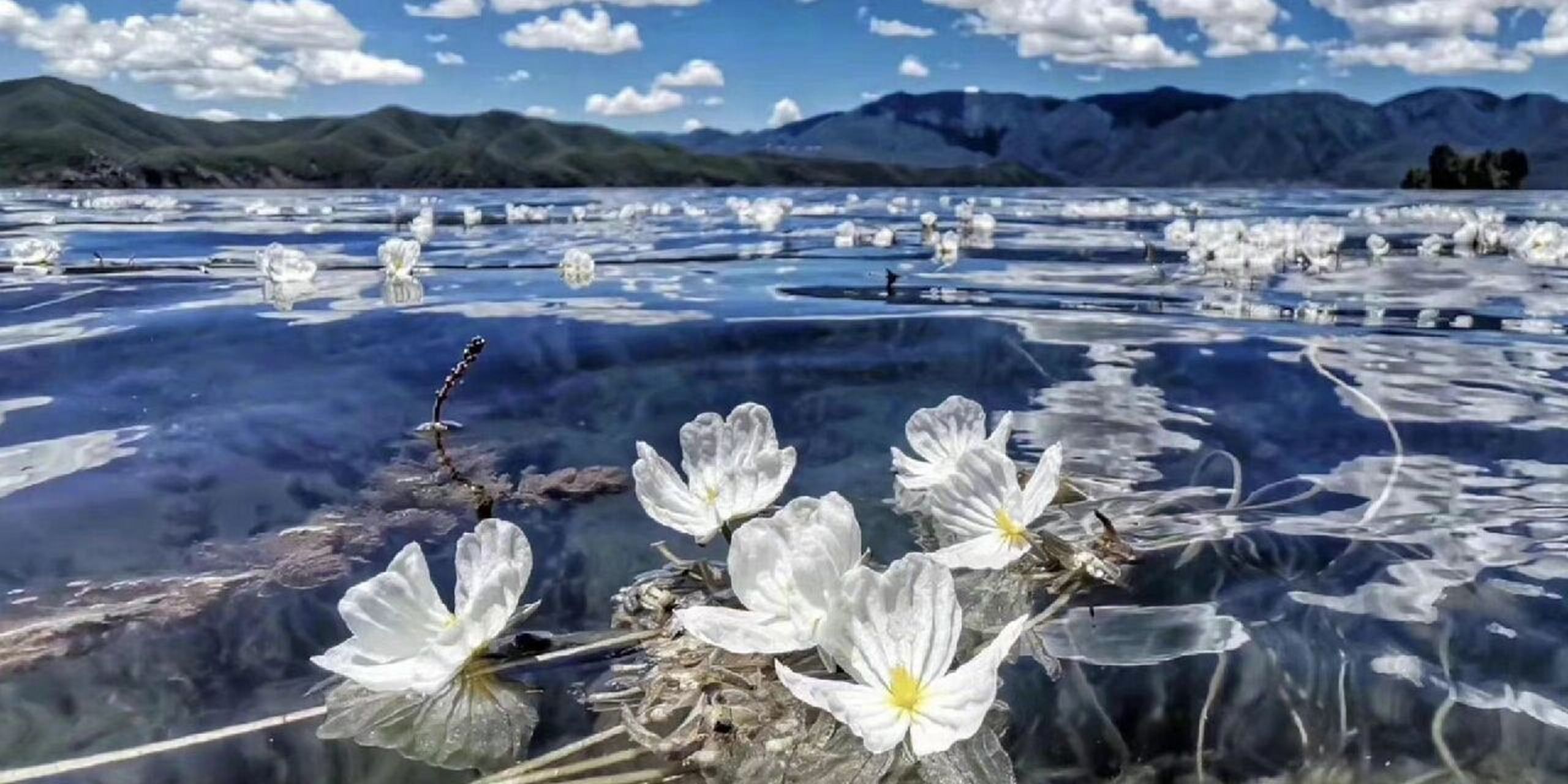 40(水性杨花) 每日一花 波叶海菜花 学名:otteliaacuminata02var.