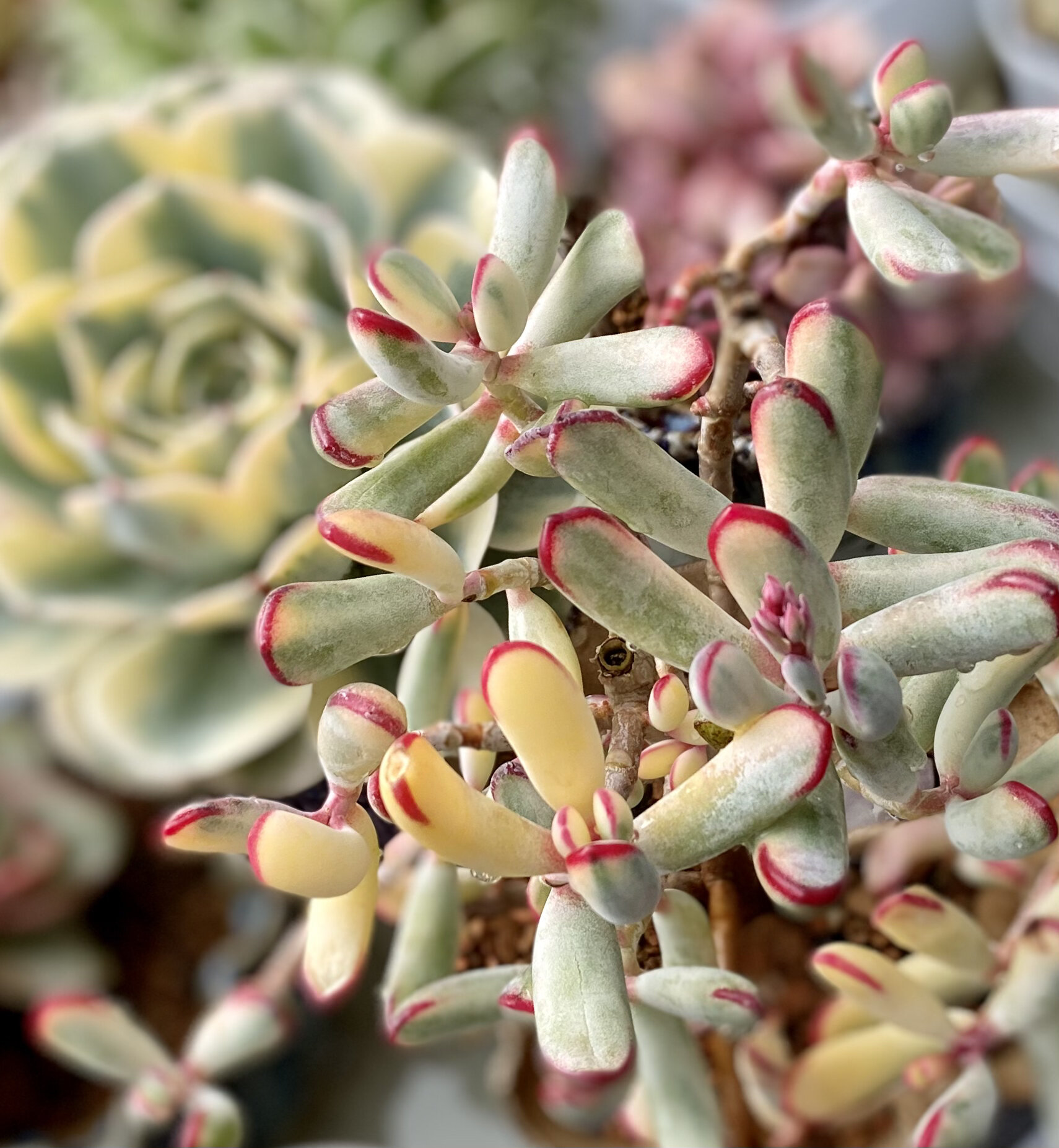 939393美仑美奂的多肉"棒叶福娘锦"98  去年秋天千里之外买回