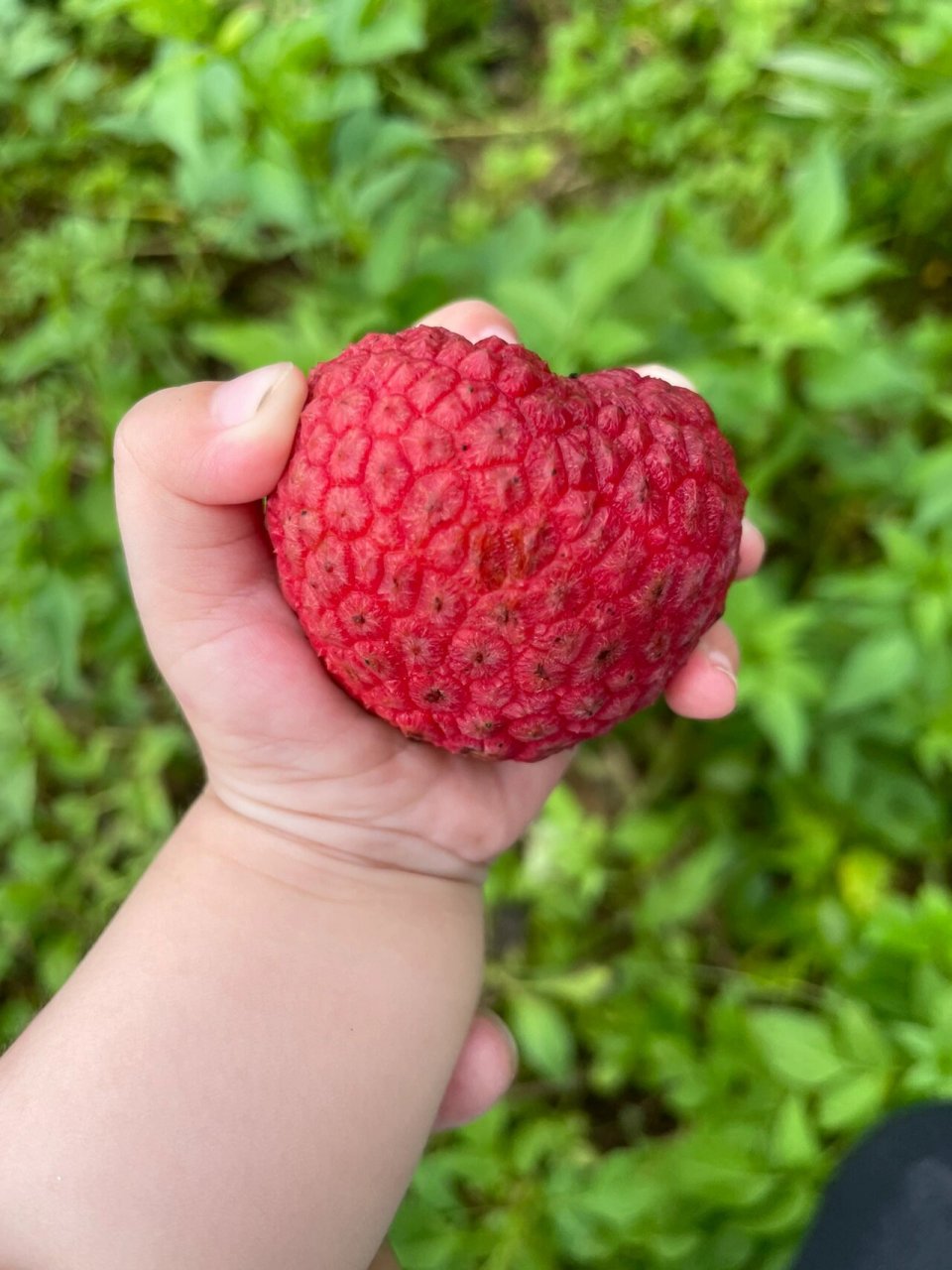 龙鳞荔枝 家乡特有品种玲珑(龙鳞)荔枝果期进入倒计时啦.