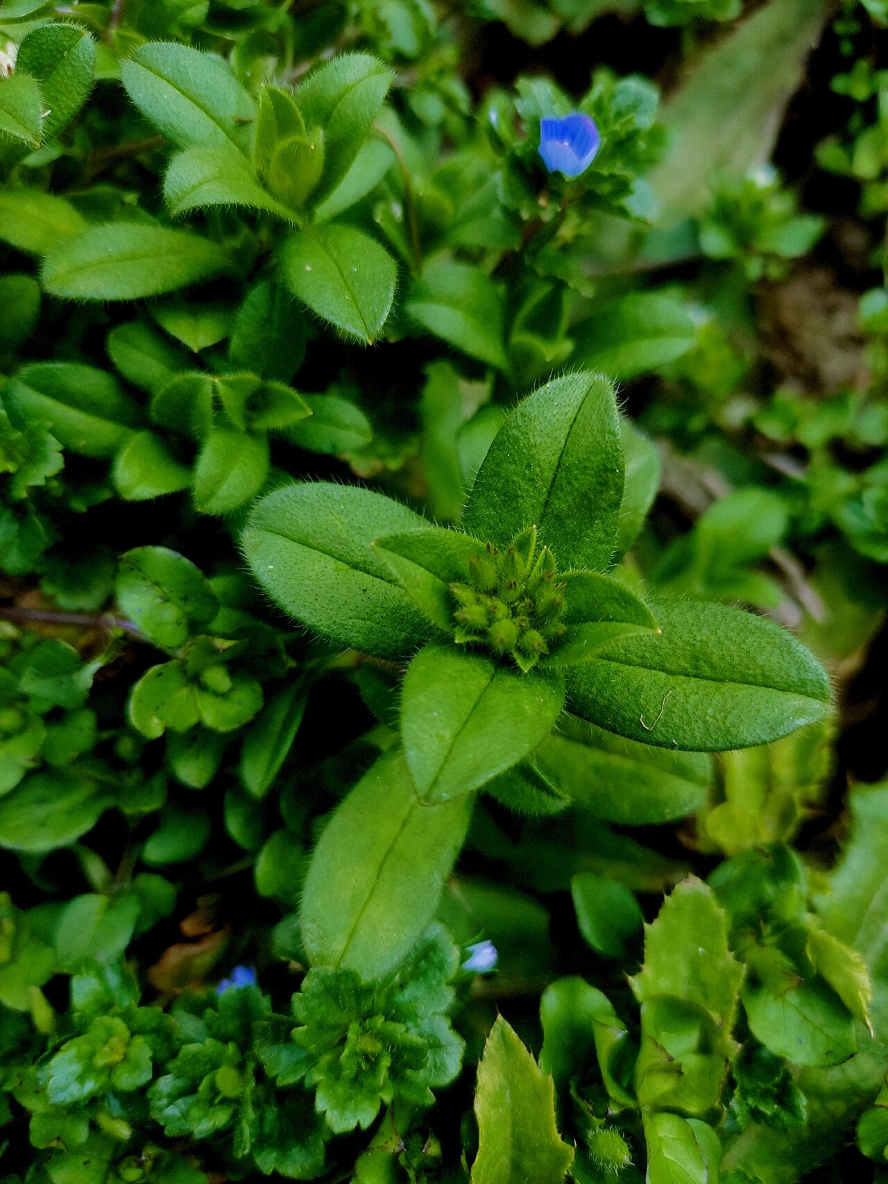婆婆指甲菜 91 为石竹科卷耳属植物球序卷耳的全草